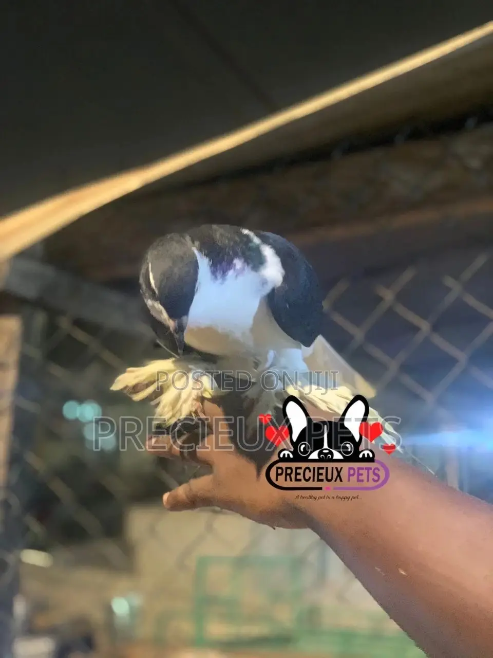 I Pair of Lahore Pigeons 00002