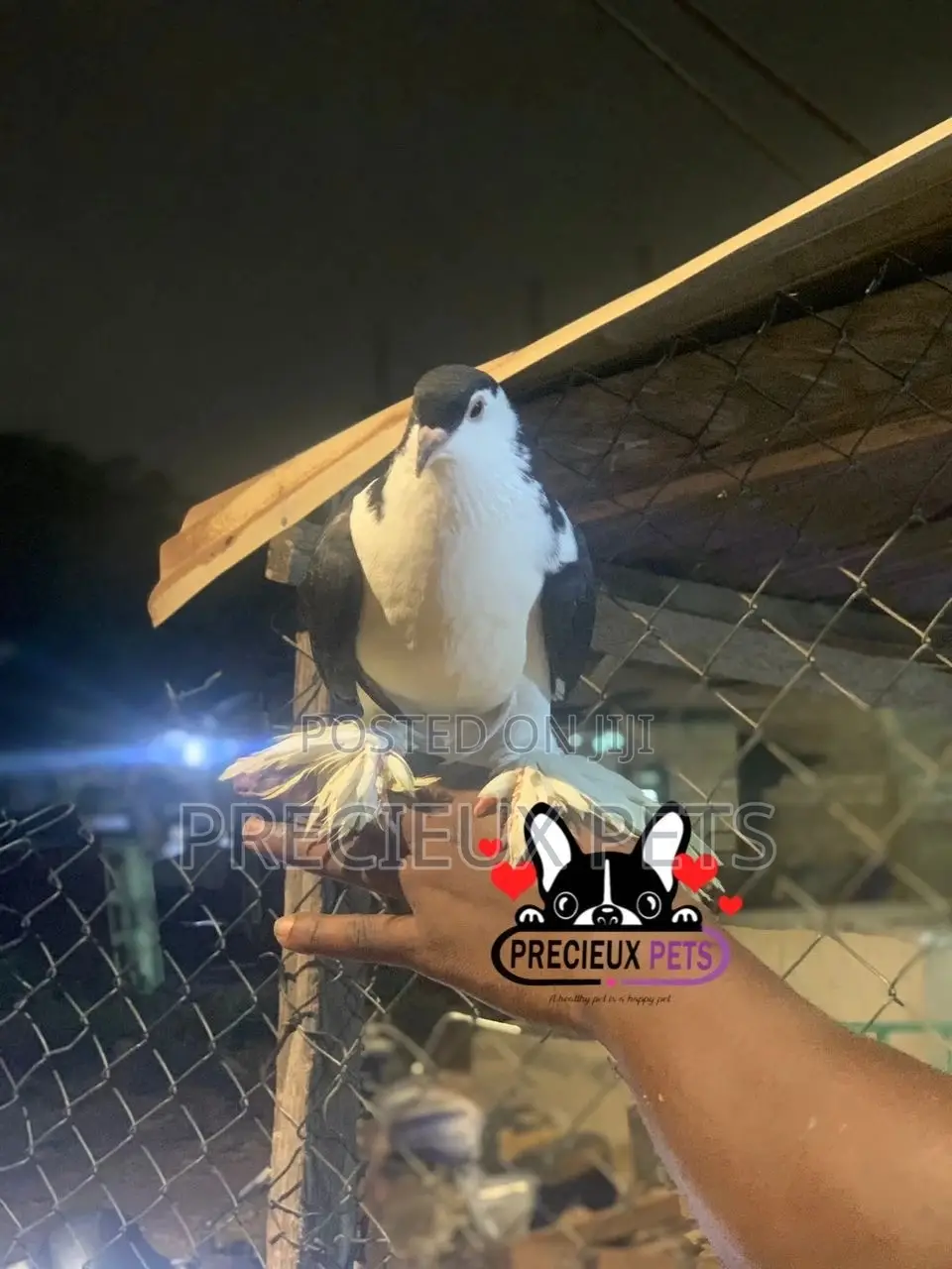 I Pair of Lahore Pigeons 00002