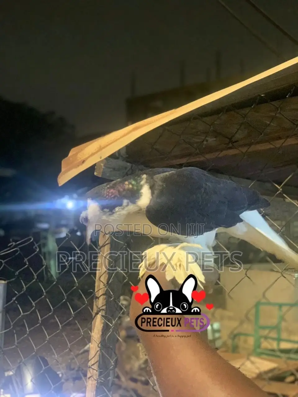 I Pair of Lahore Pigeons 00002
