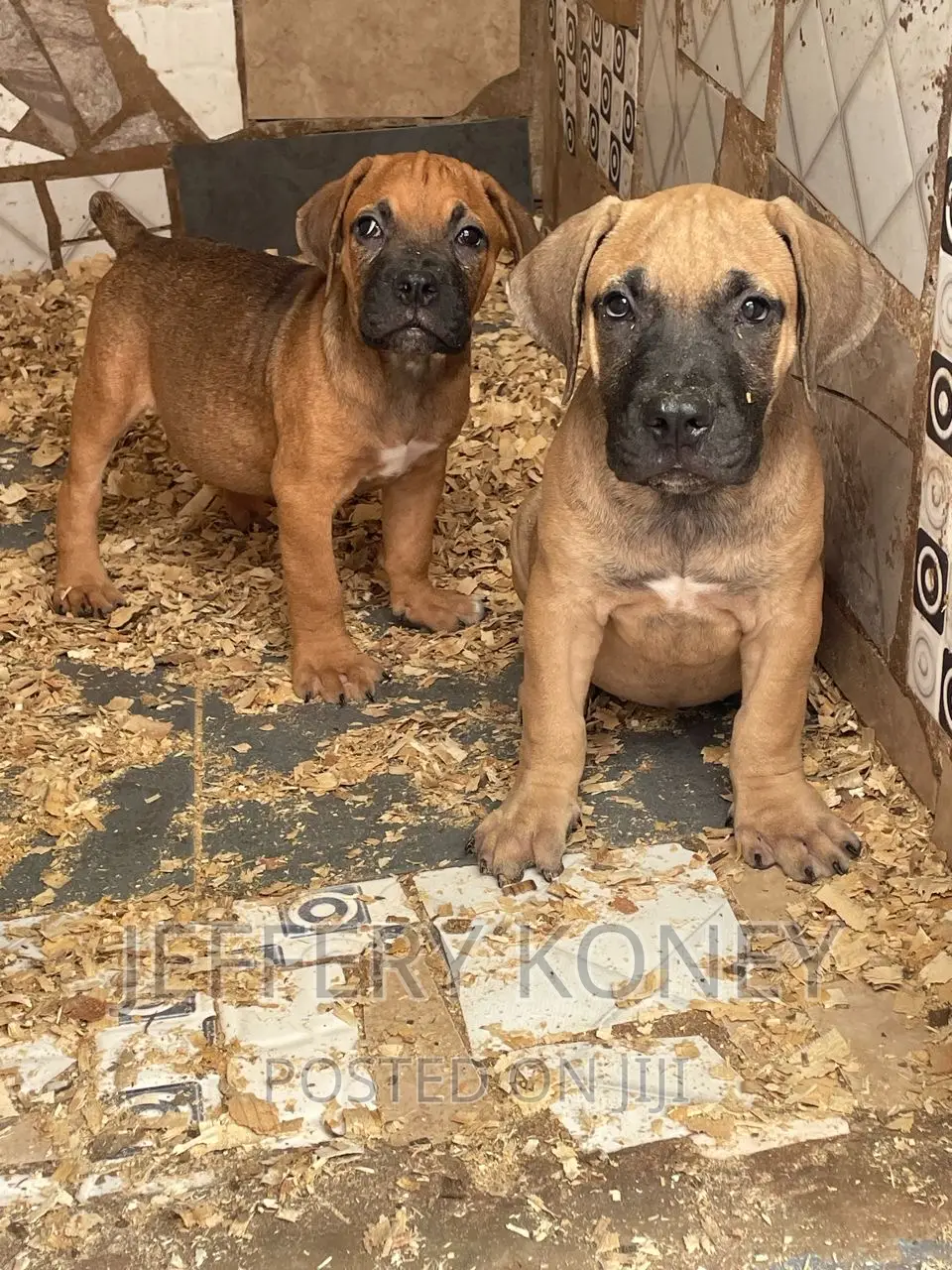 1-3 months Female Purebred Boerboel