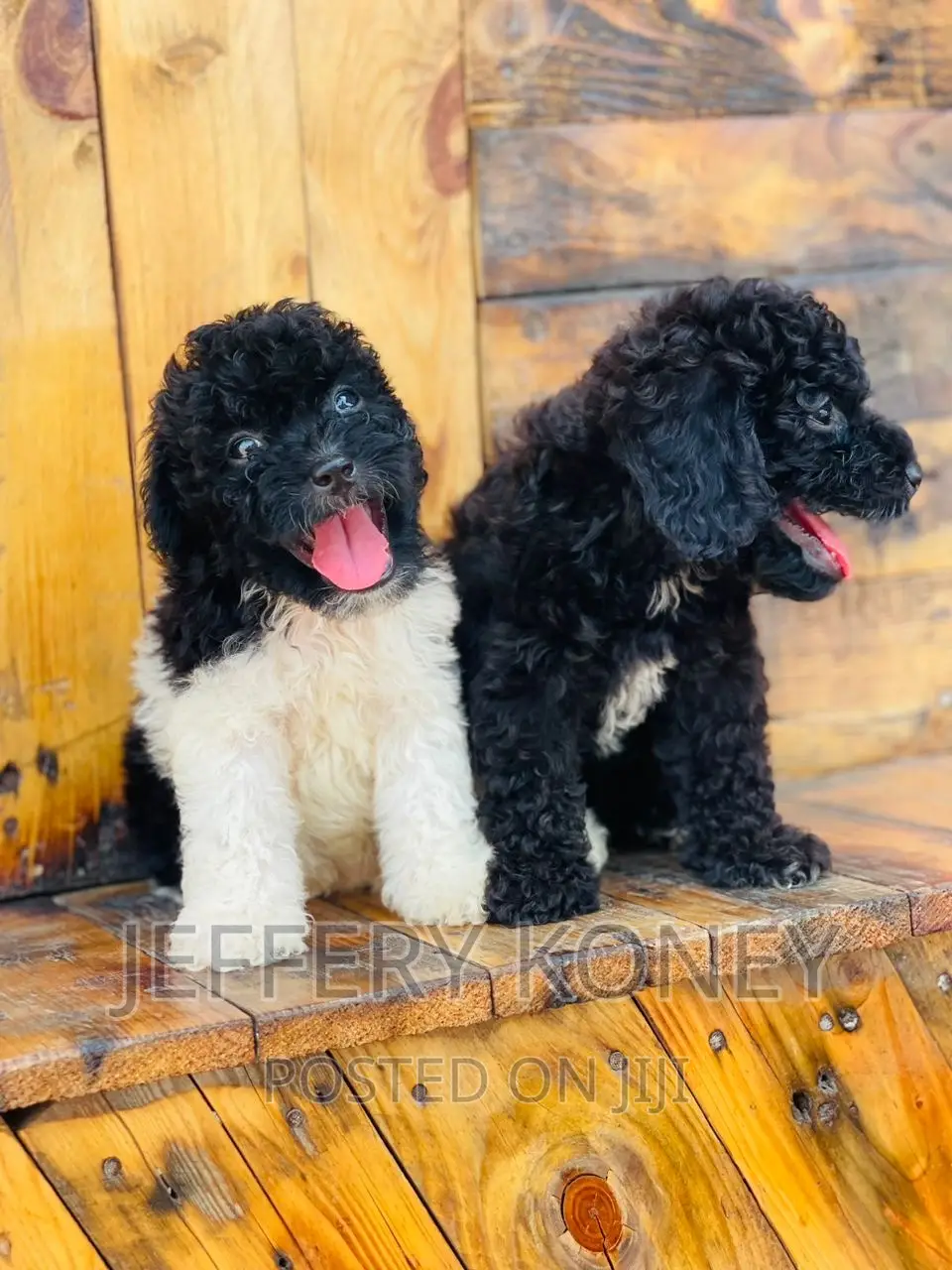 1-3 months Male Purebred Poodle
