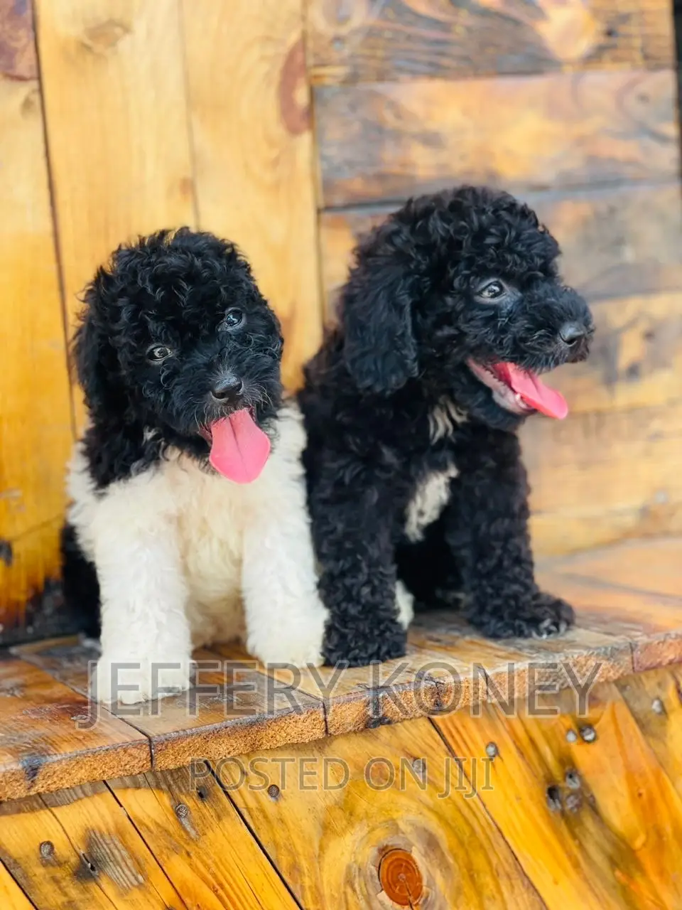 1-3 months Male Purebred Poodle