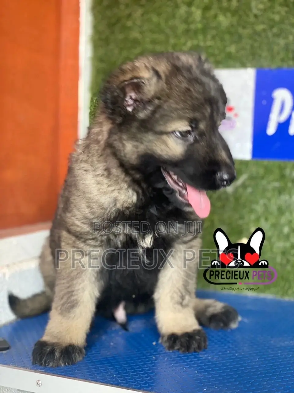 1-3 months Male Purebred Caucasian Shepherd