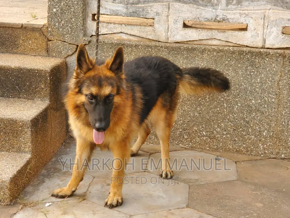 3-6 months Male Purebred German Shepherd