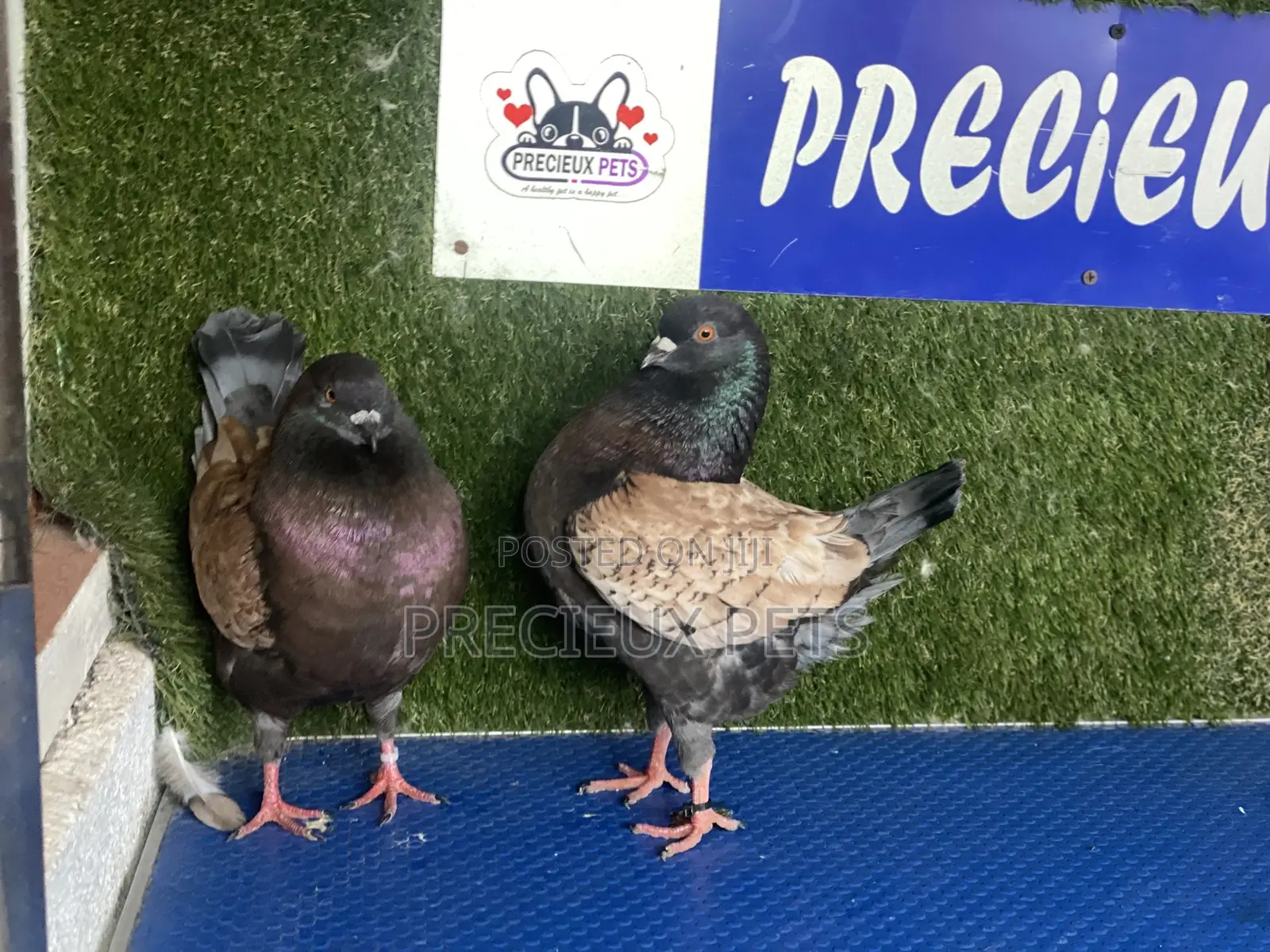 A Pair of Modena Pigeons