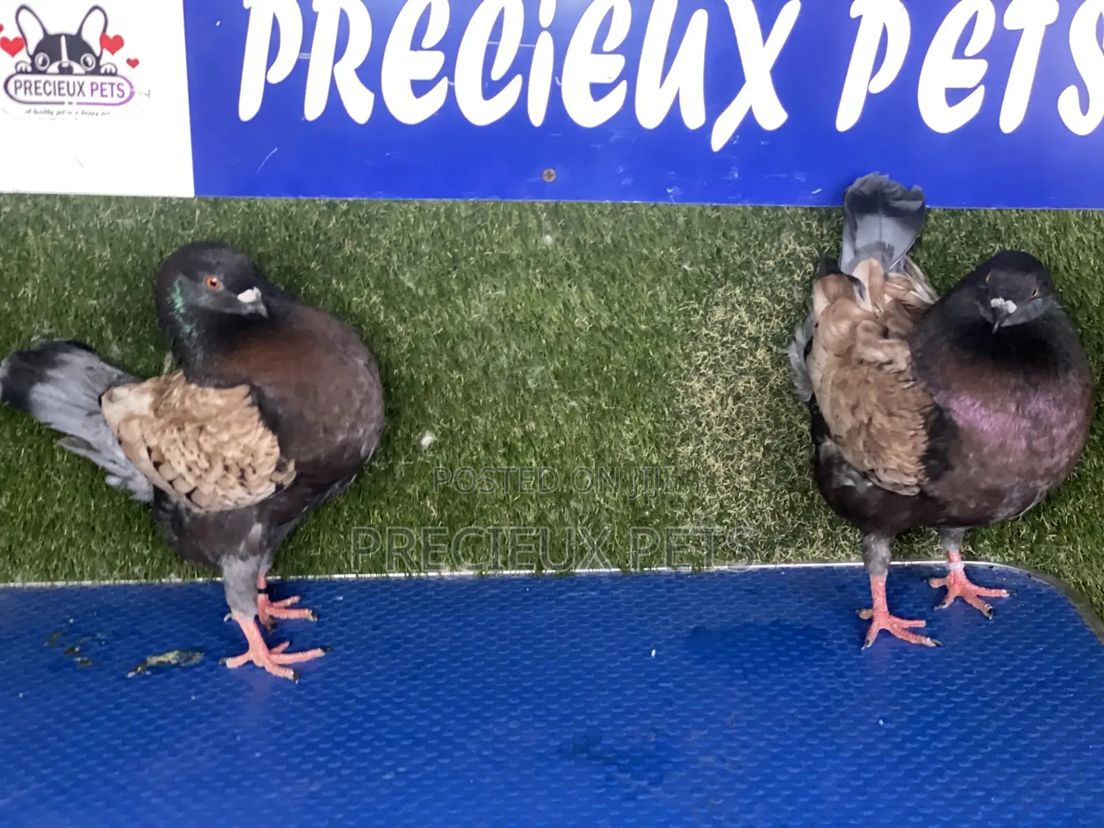 A Pair of Modena Pigeons