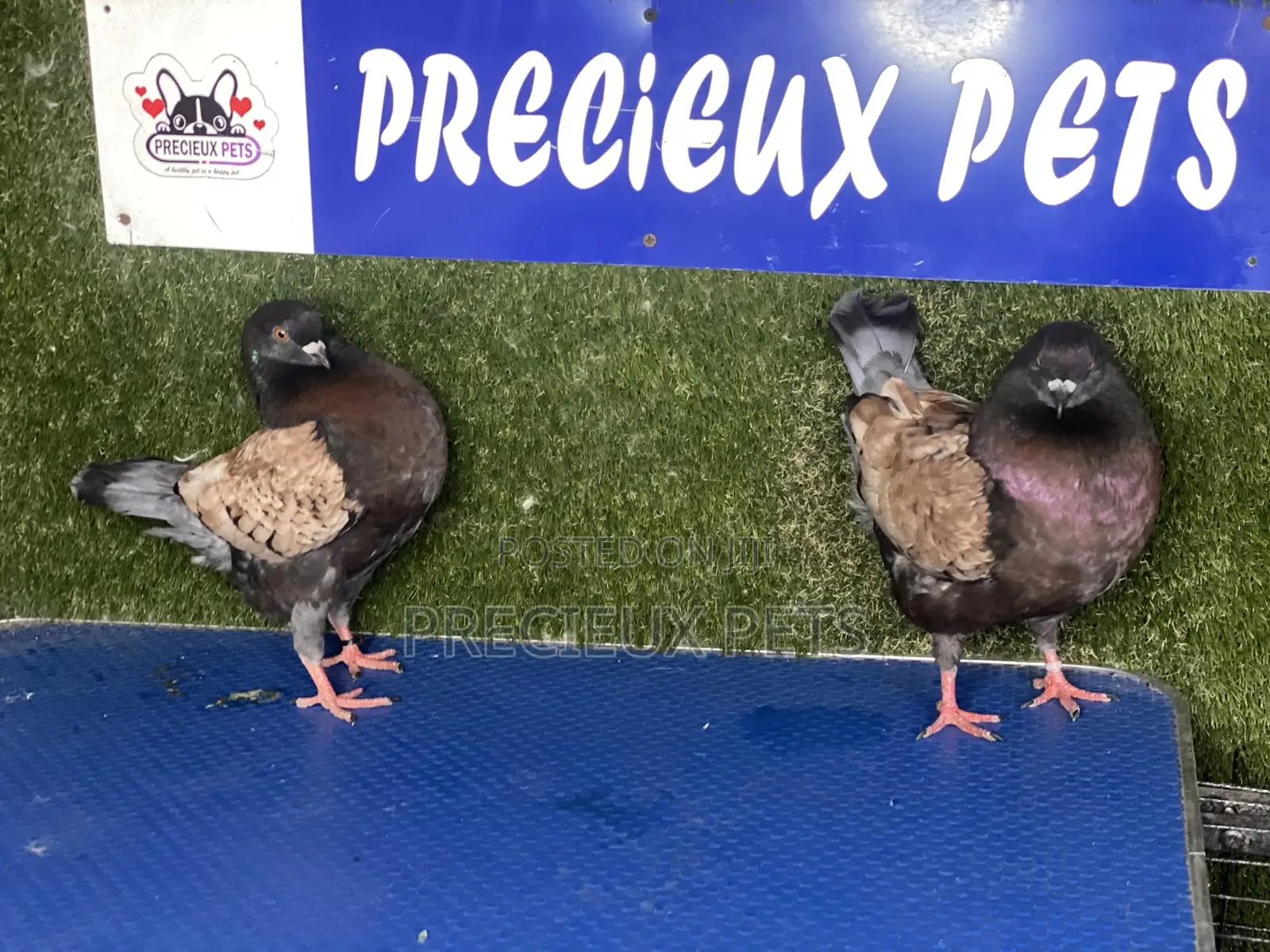 A Pair of Modena Pigeons