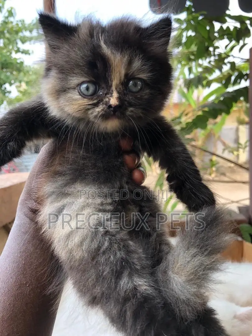 0-1 month Male Purebred Persian