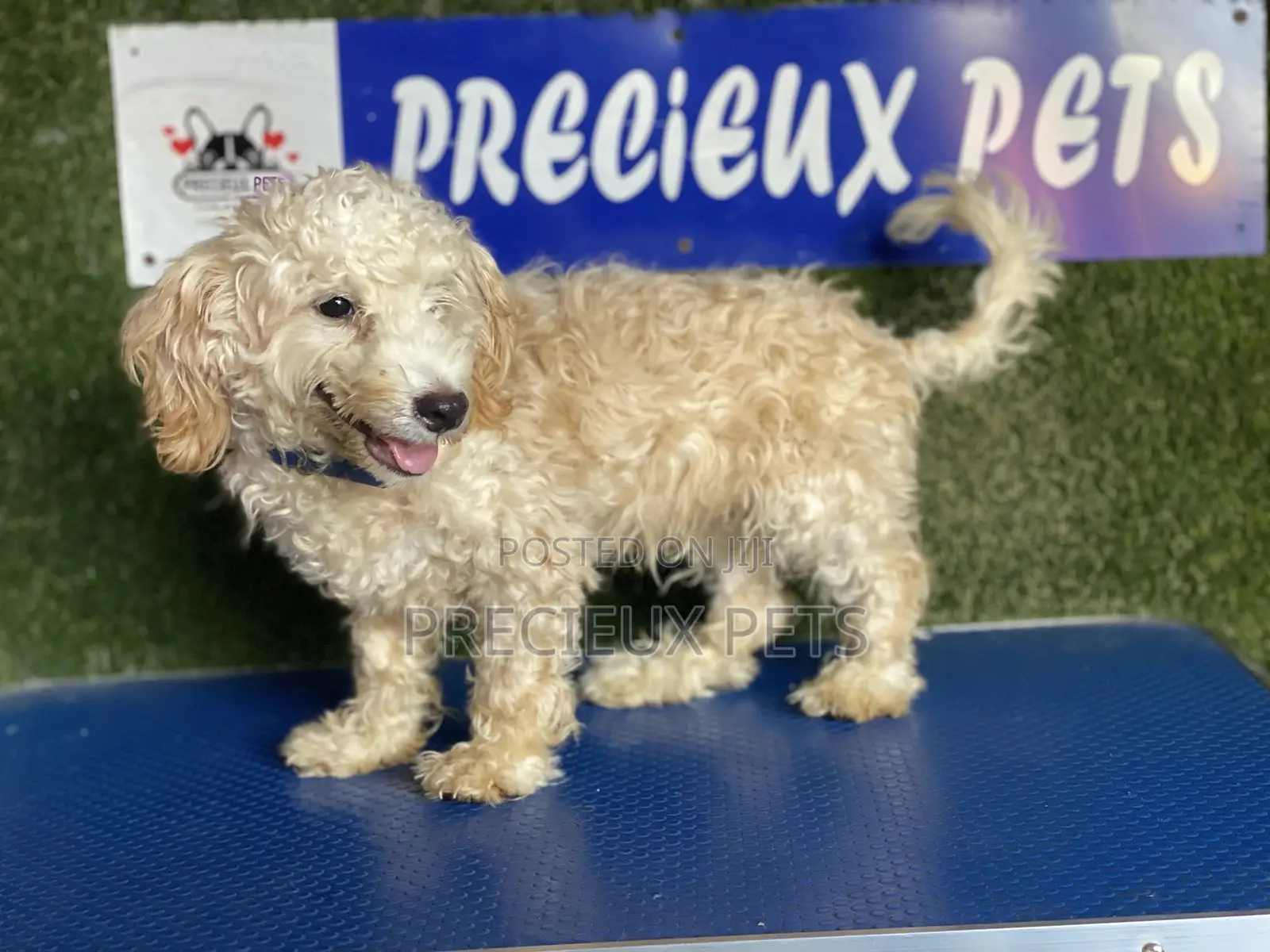 3-6 months Male Purebred Poodle