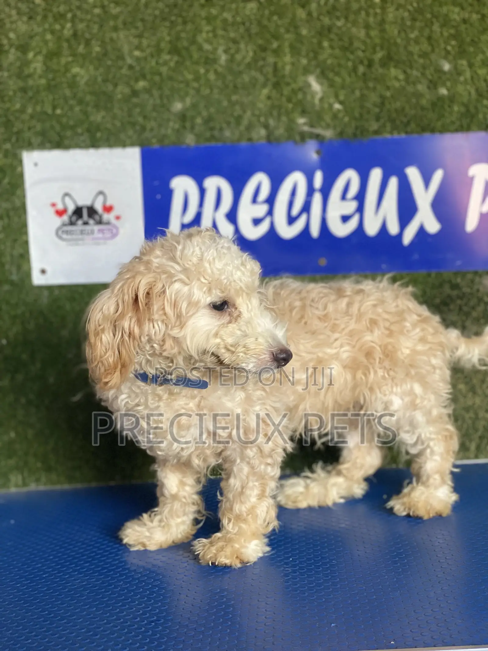 3-6 months Male Purebred Poodle