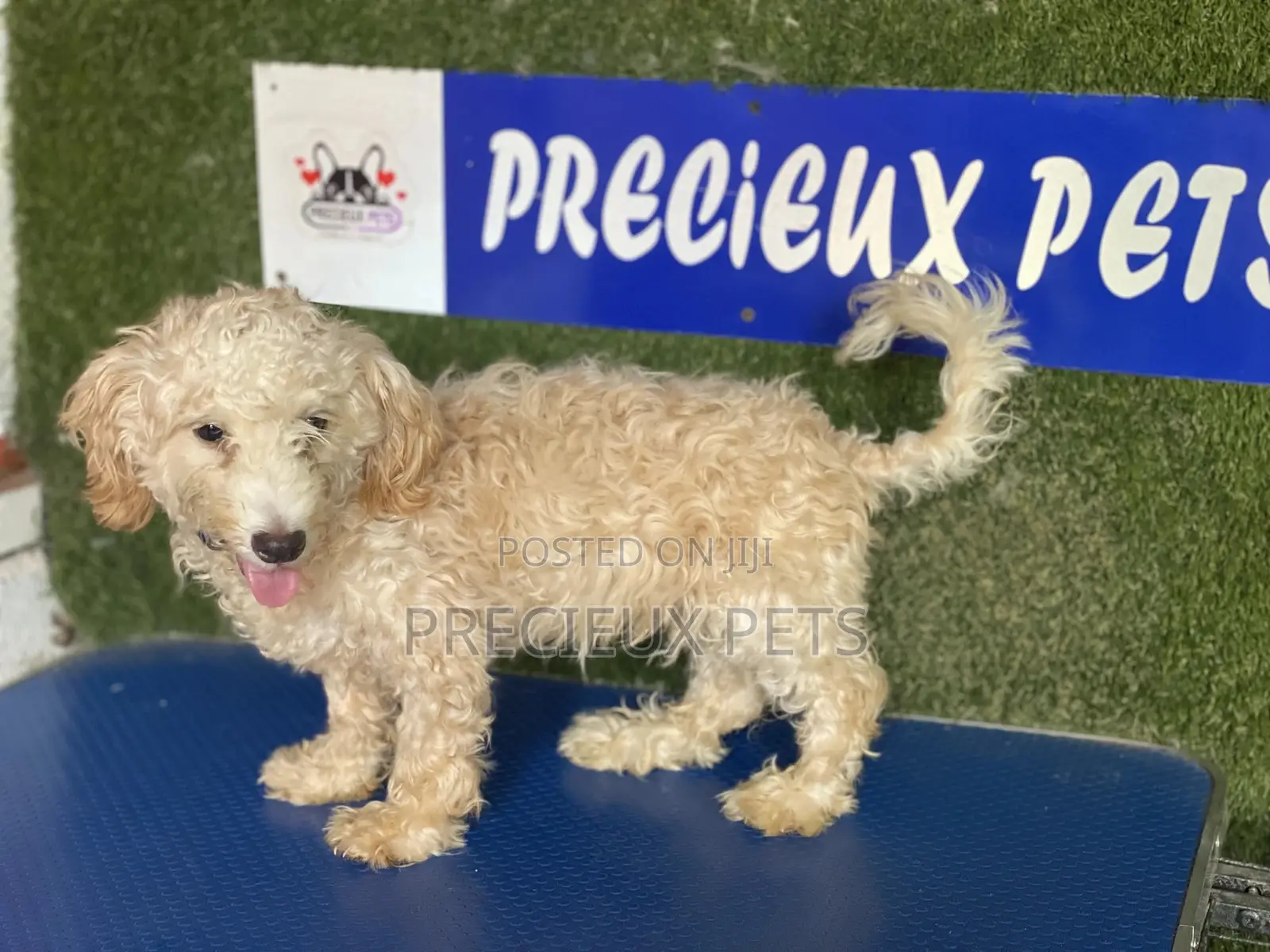 3-6 months Male Purebred Poodle