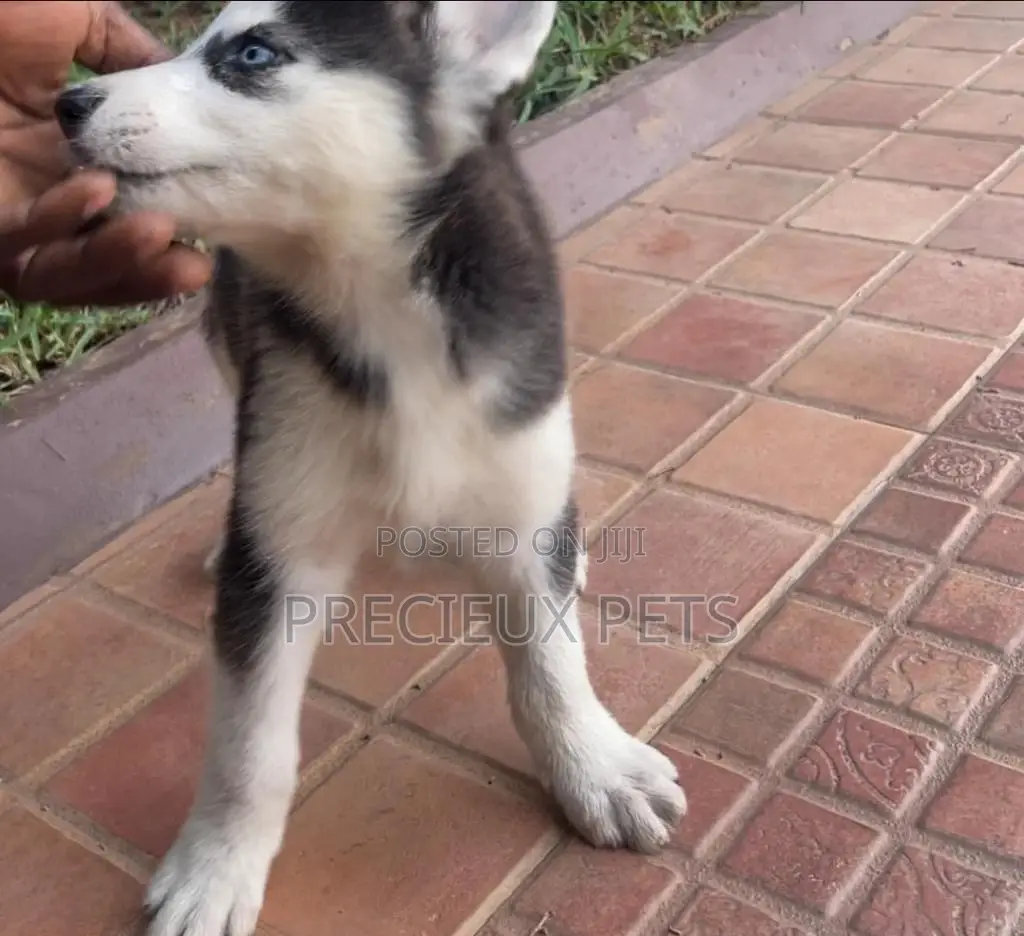 1-3 months Male Purebred Siberian Husky