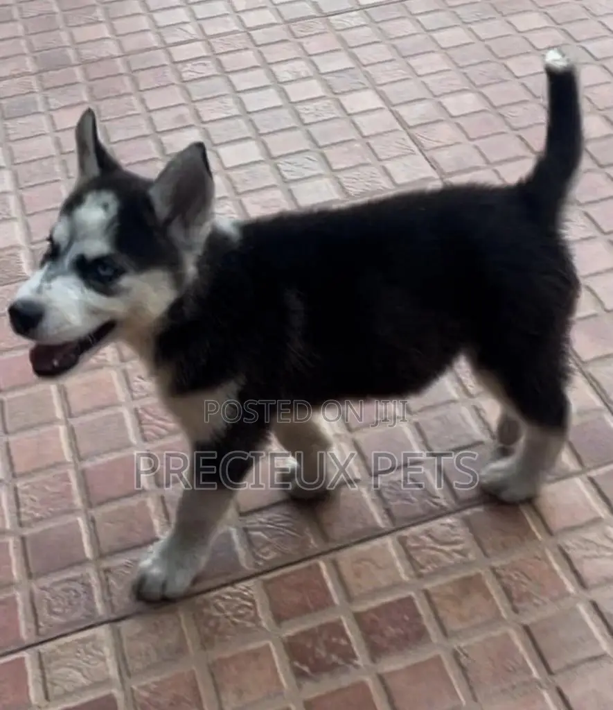 1-3 months Male Purebred Siberian Husky
