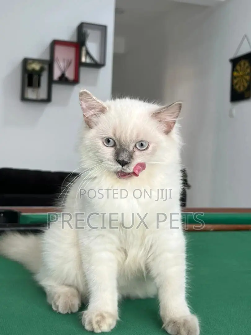 1-3 months Female Purebred British Shorthair