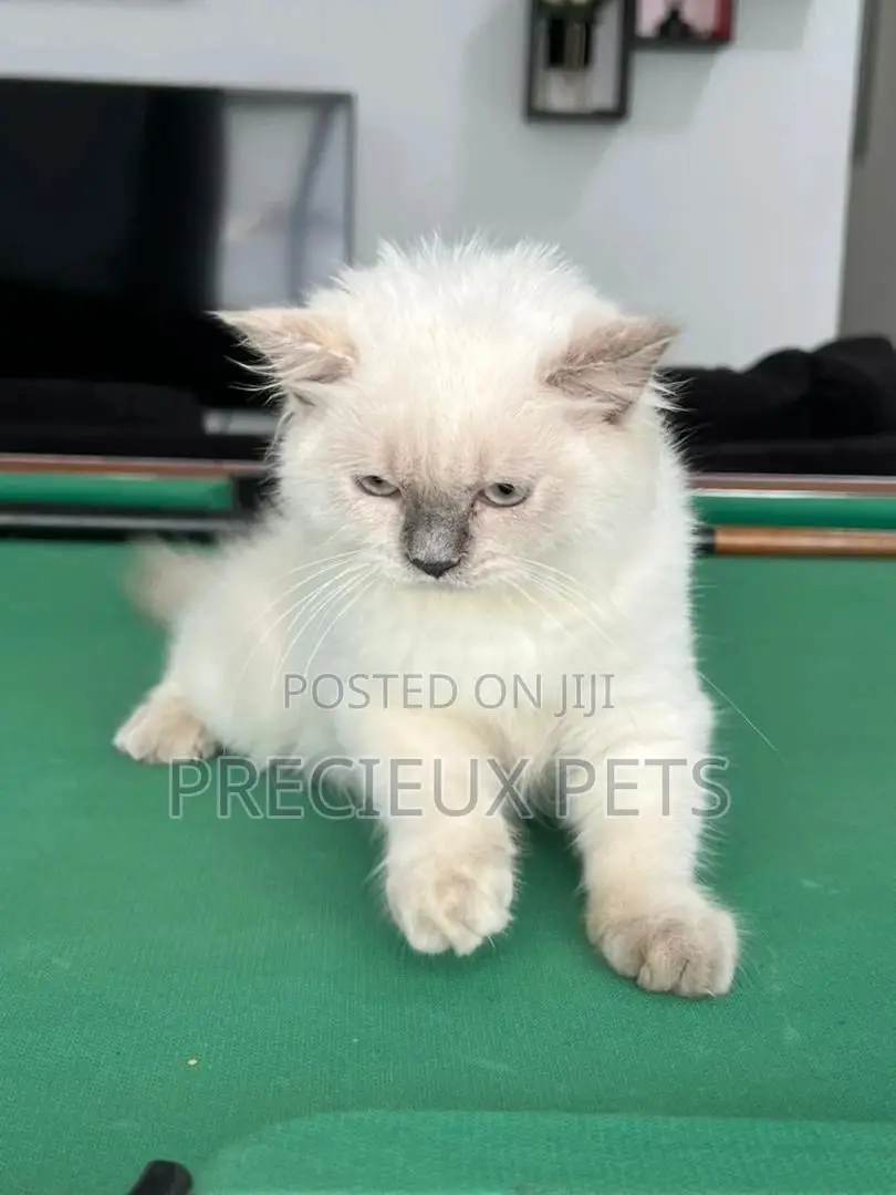 1-3 months Female Purebred British Shorthair