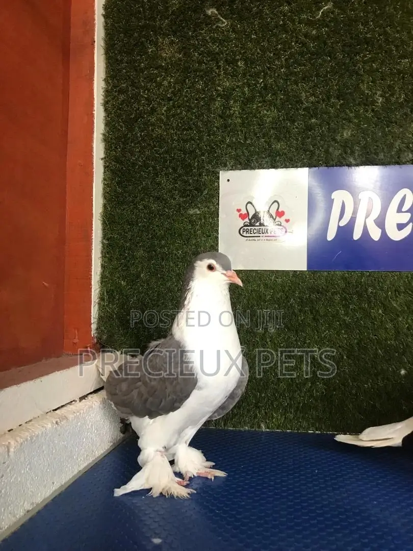1 Pair Grey Colored Lahore Pigeons