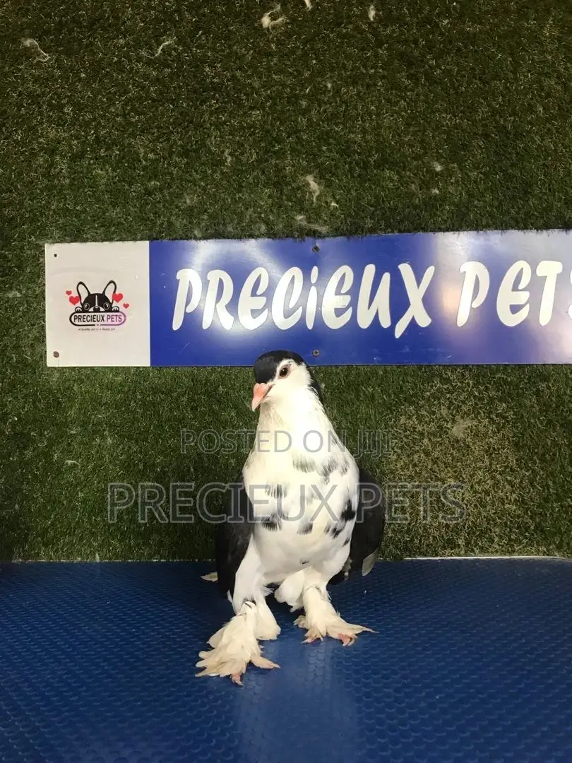 1 Black Pair of Lahore Pigeons