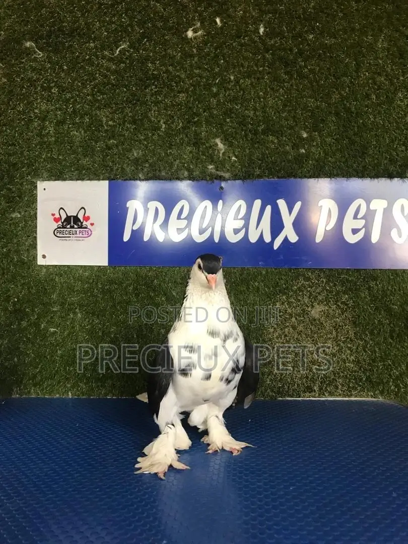 1 Black Pair of Lahore Pigeons