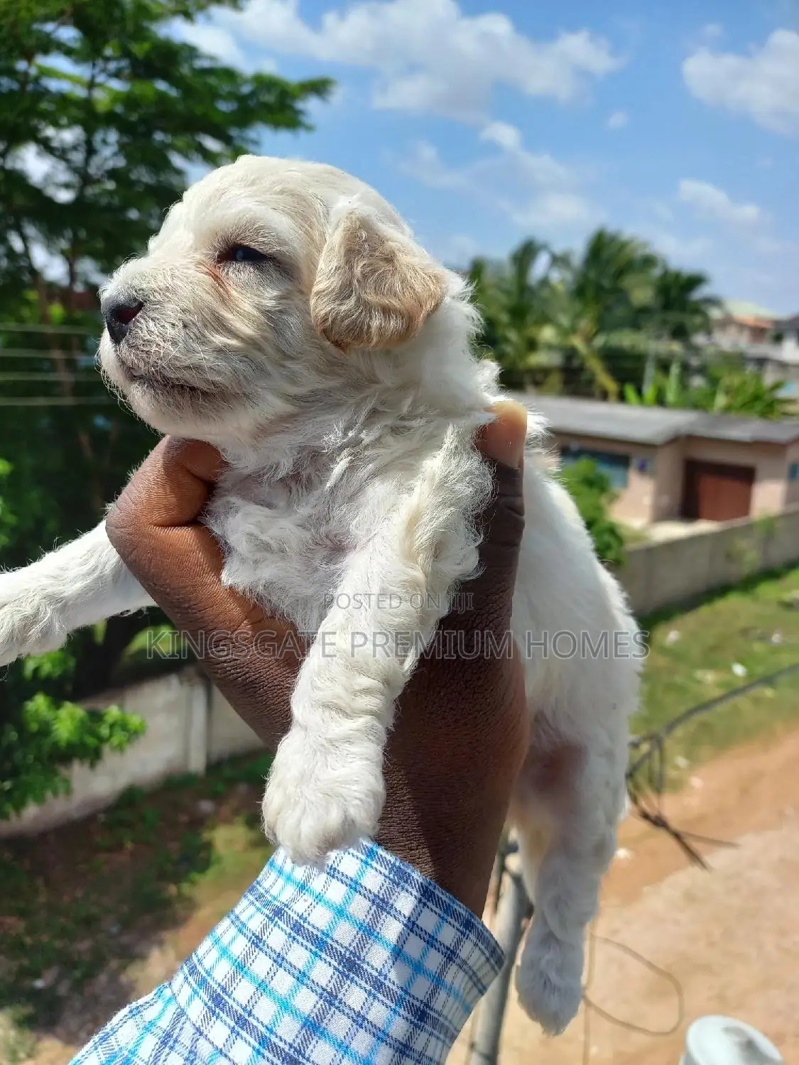 0-1 month Female Purebred Maltese