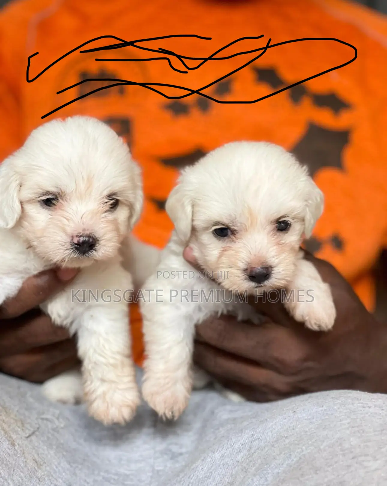 0-1 month Female Purebred Maltese