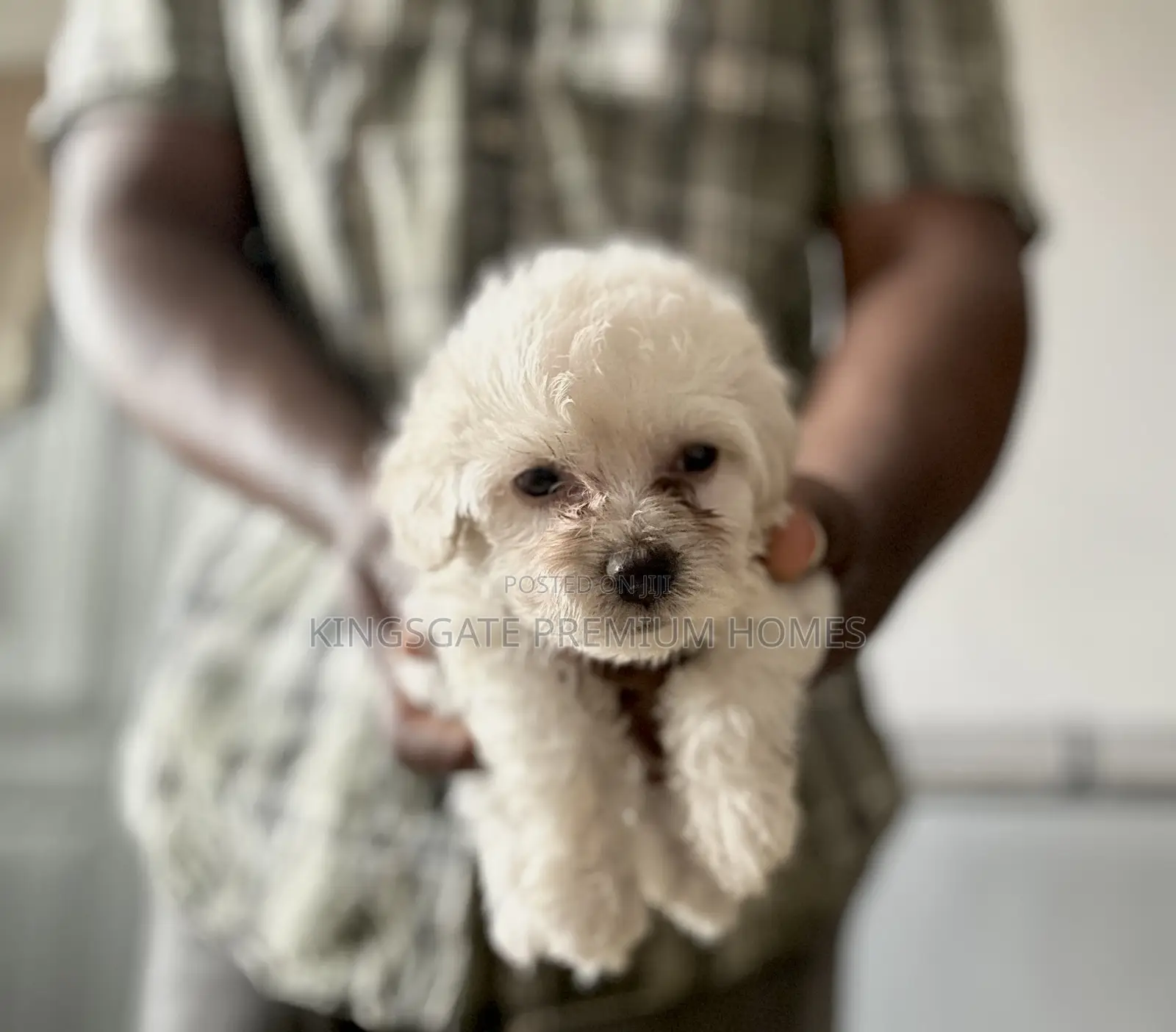 0-1 month Female Purebred Maltese