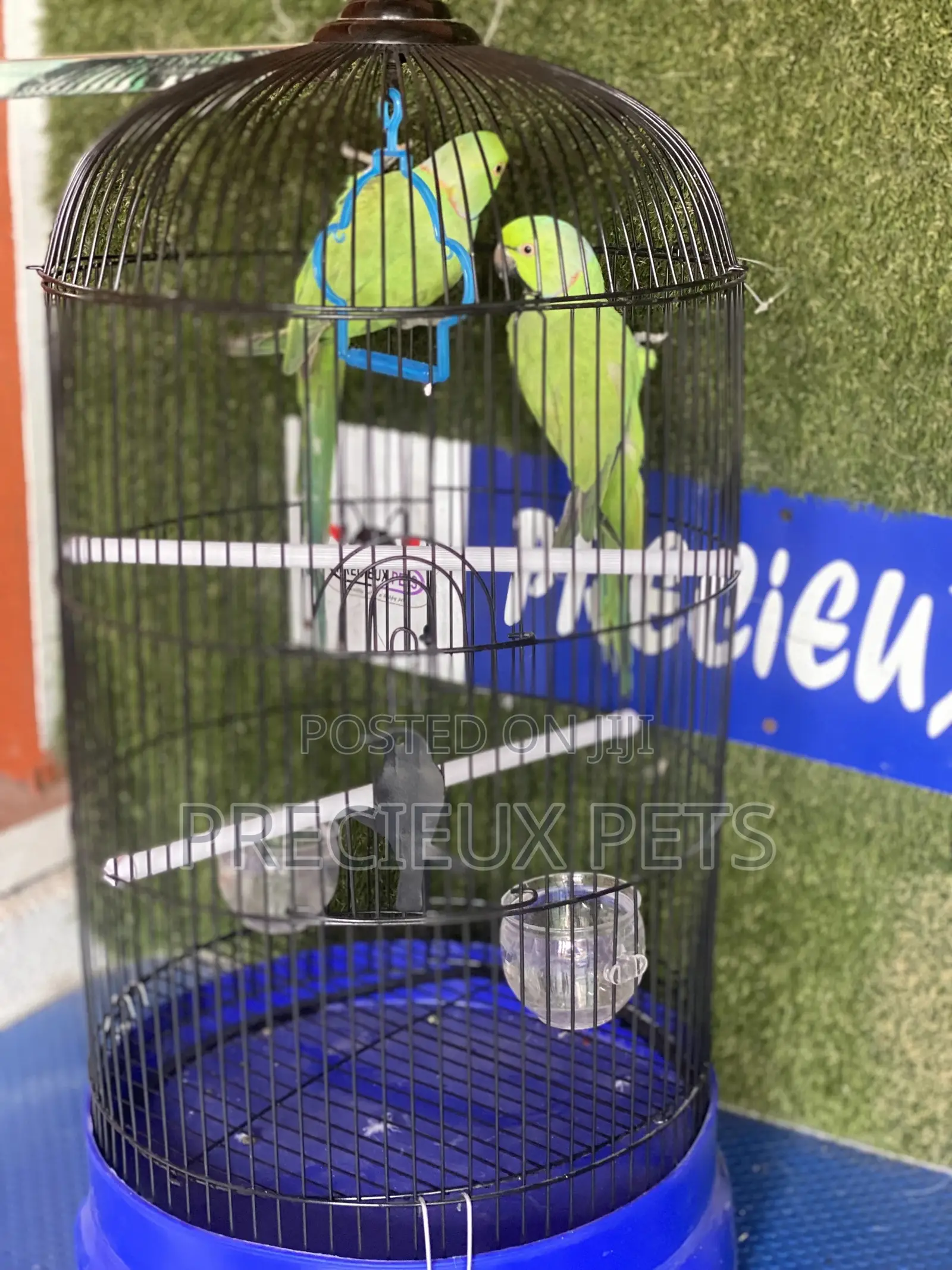 Ringneck Parrot Cage Tag 0001