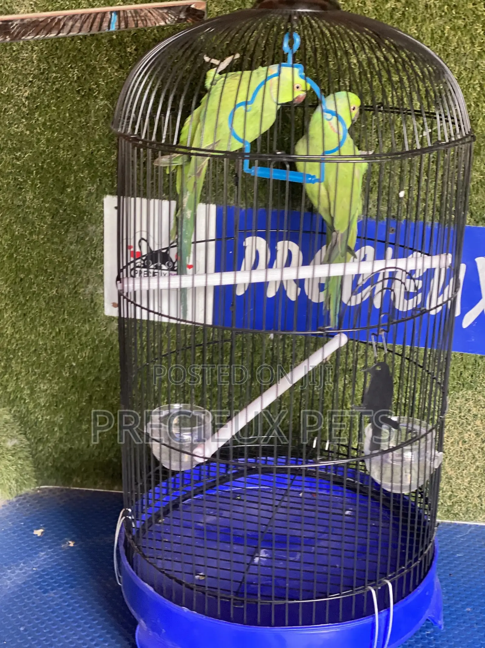 Ringneck Parrot Cage Tag 0001