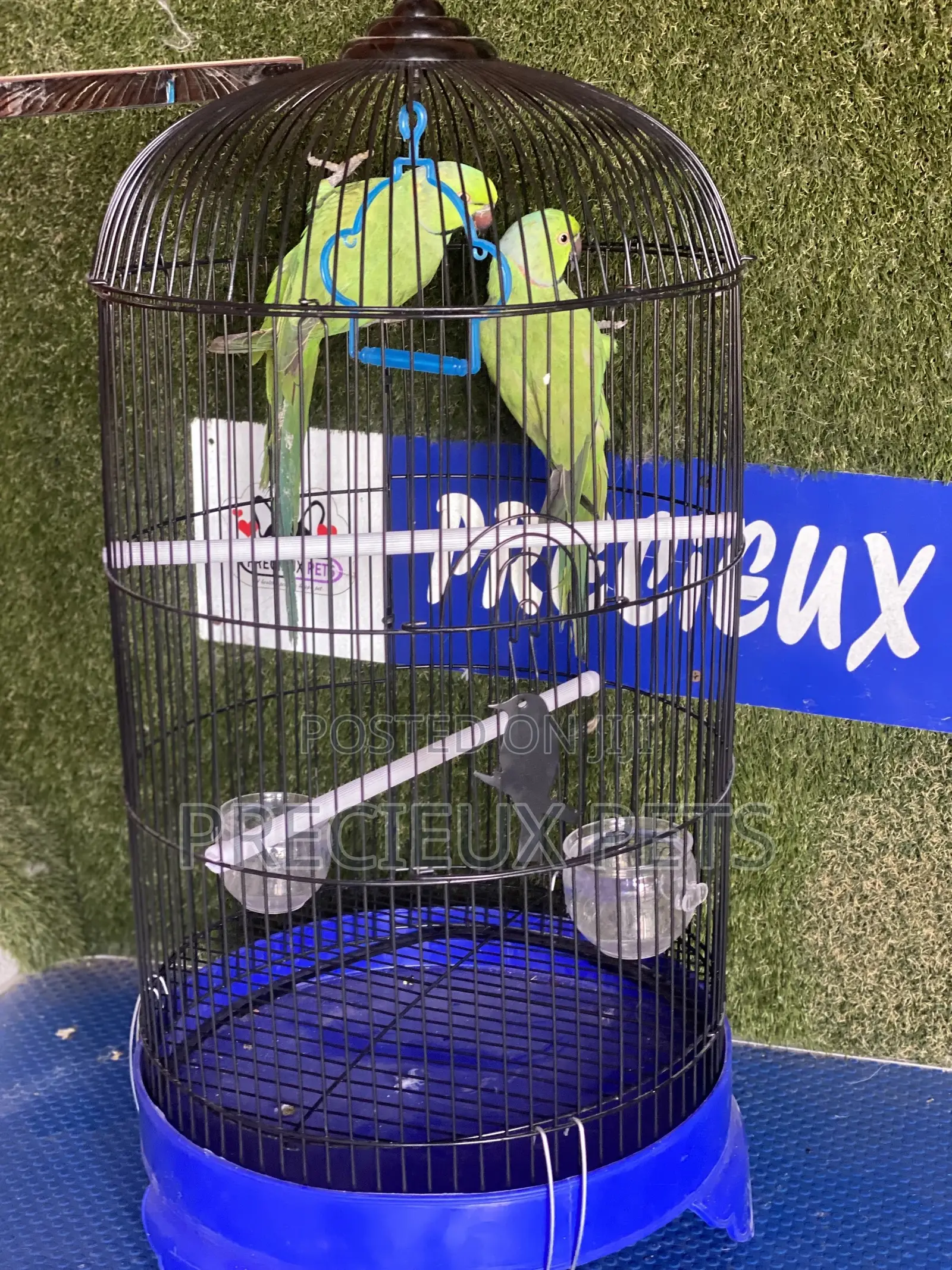 Ringneck Parrot Cage Tag 0001