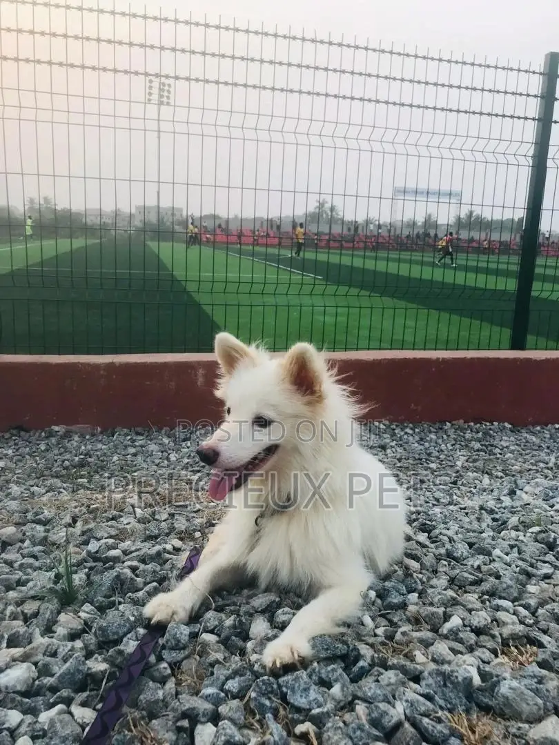 6-12 months Male Purebred Japanese Spitz