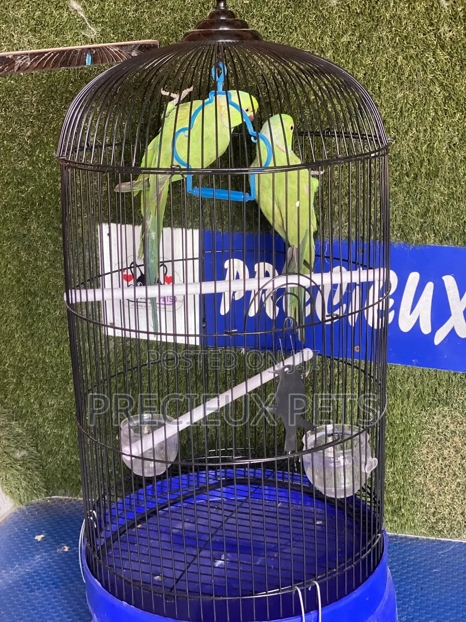 Ringneck Parrot Cage Tag 0001