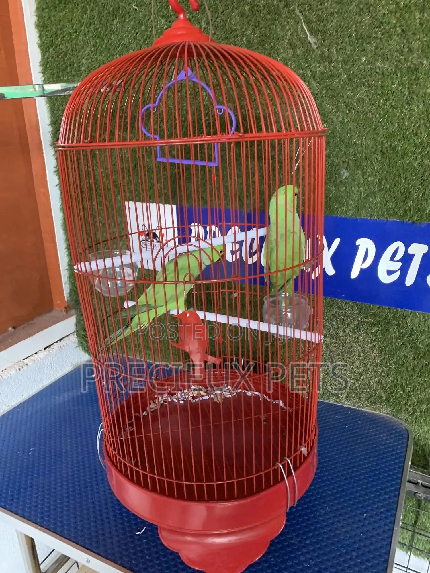 Indian Ringneck Parrot Cage Tag 00002