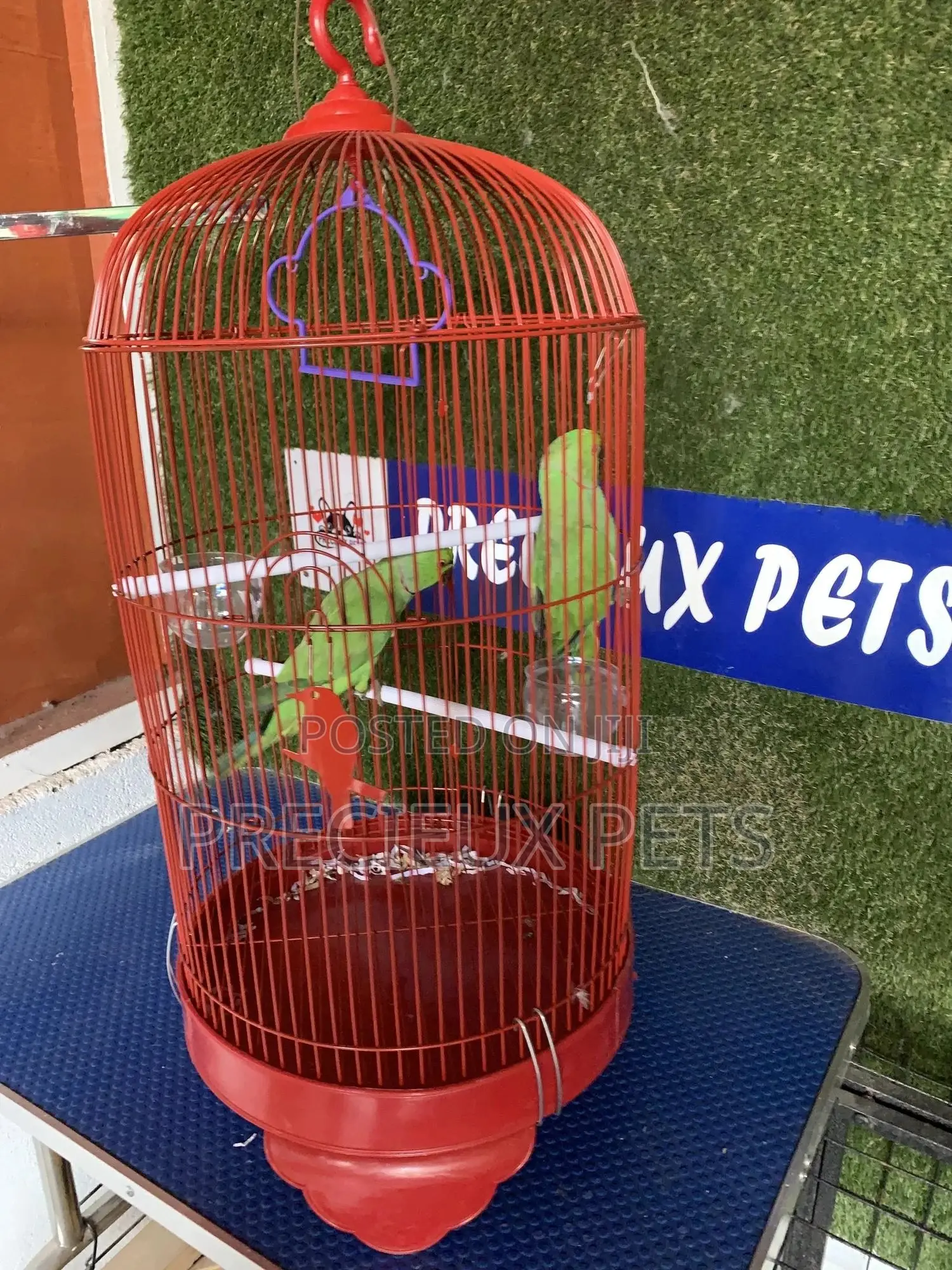Indian Ringneck Parrot Cage Tag 00002