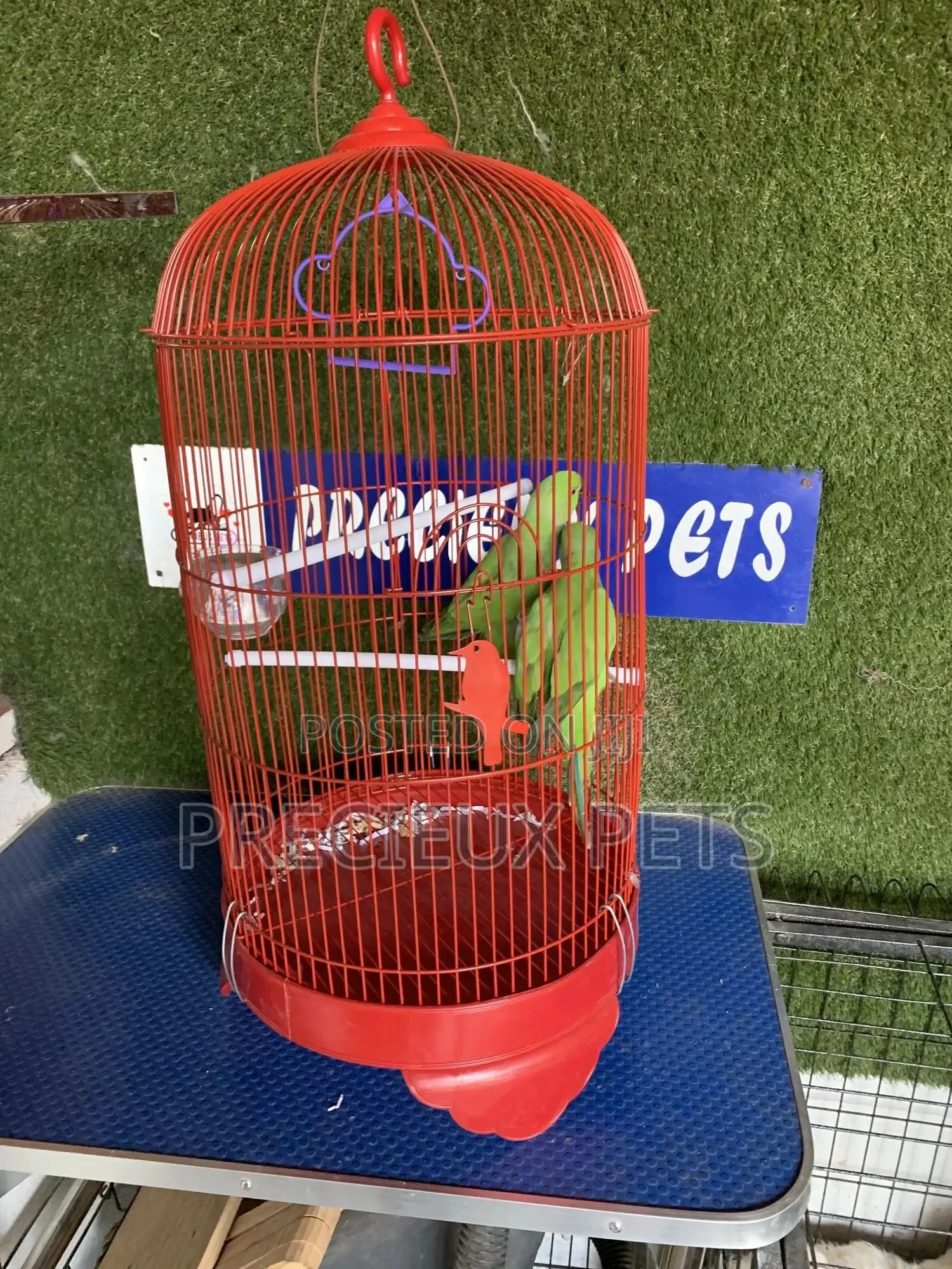 Indian Ringneck Parrot Cage Tag 00002