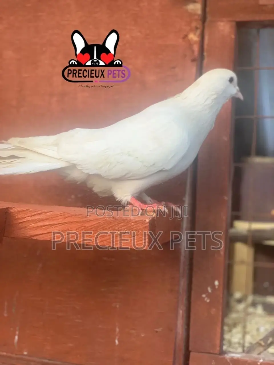 1 Pair Tamed White Pigeons