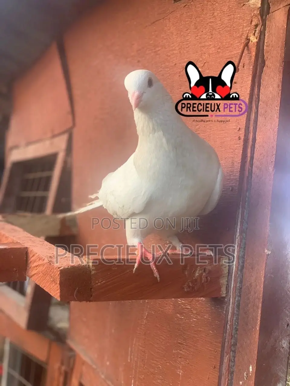 1 Pair Tamed White Pigeons