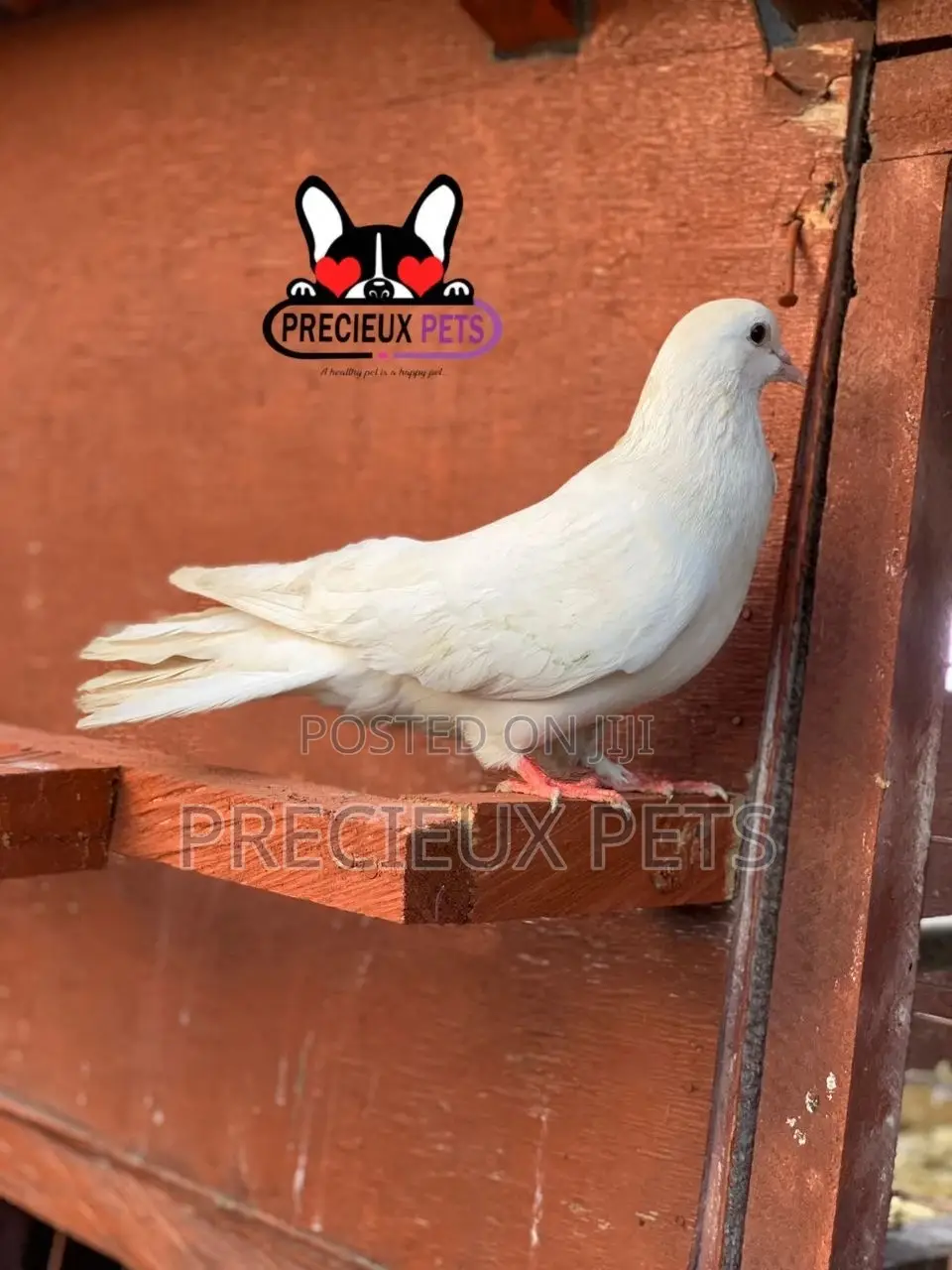 1 Pair Tamed White Pigeons