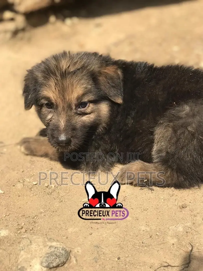 1-3 months Male Purebred German Shepherd