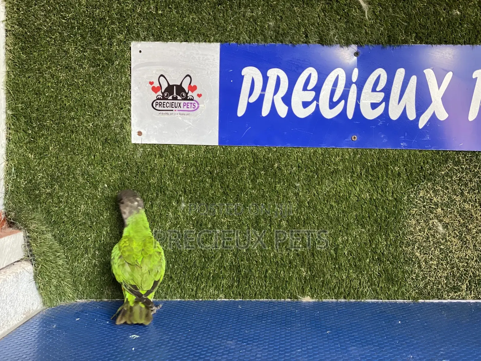 Friendly Bird Available