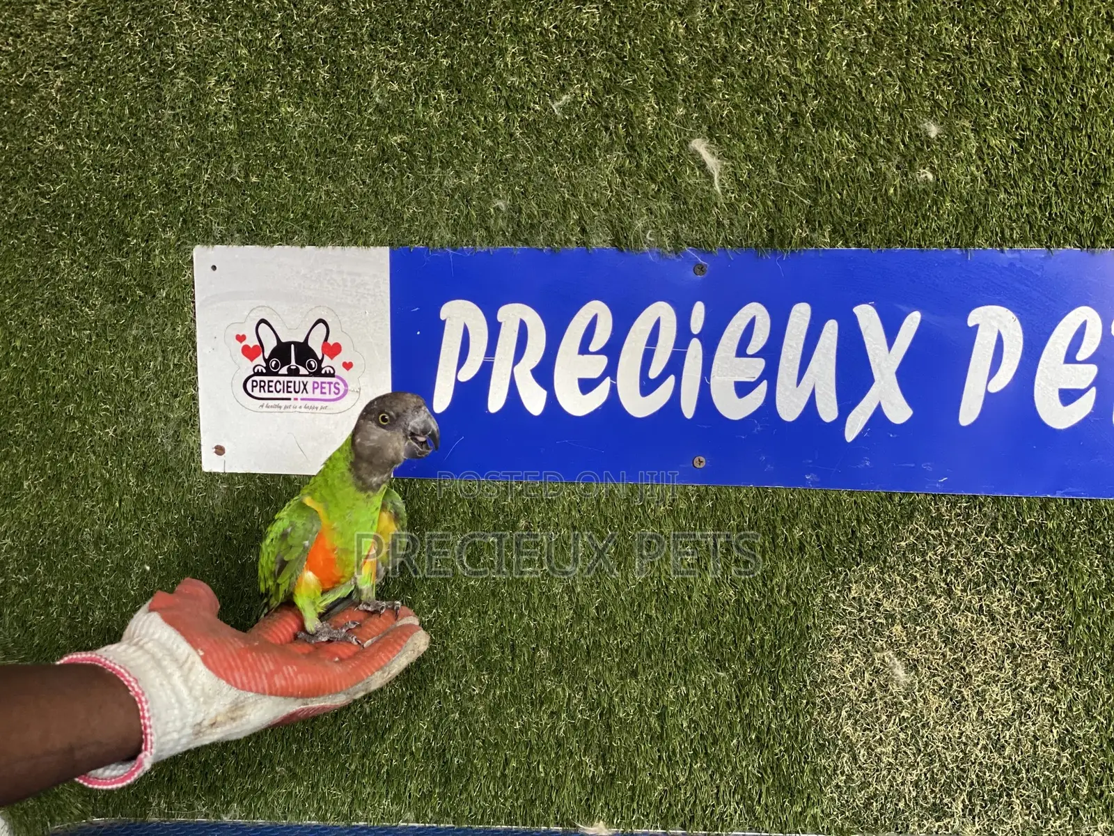 Friendly Bird Available