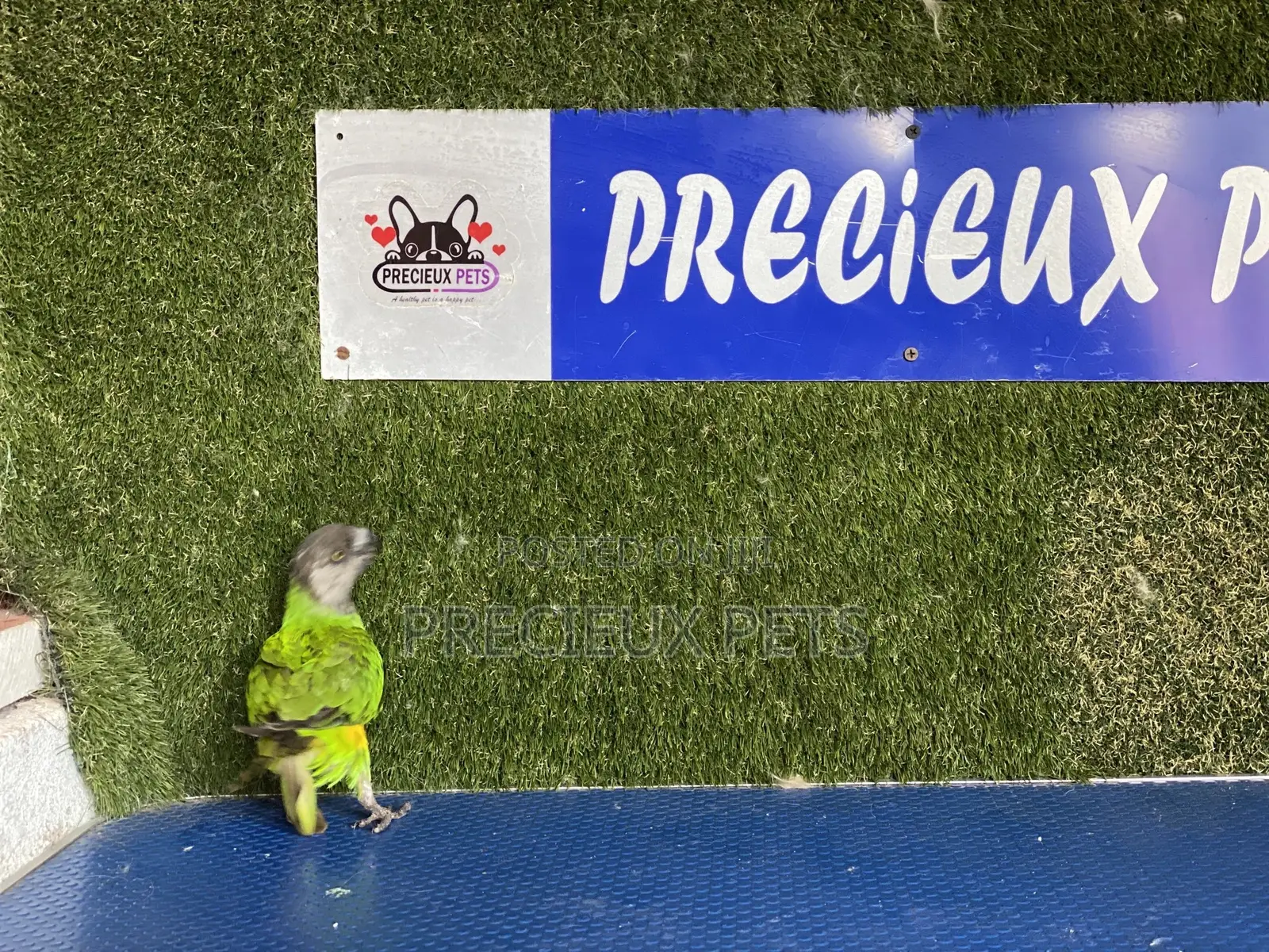 Friendly Bird Available