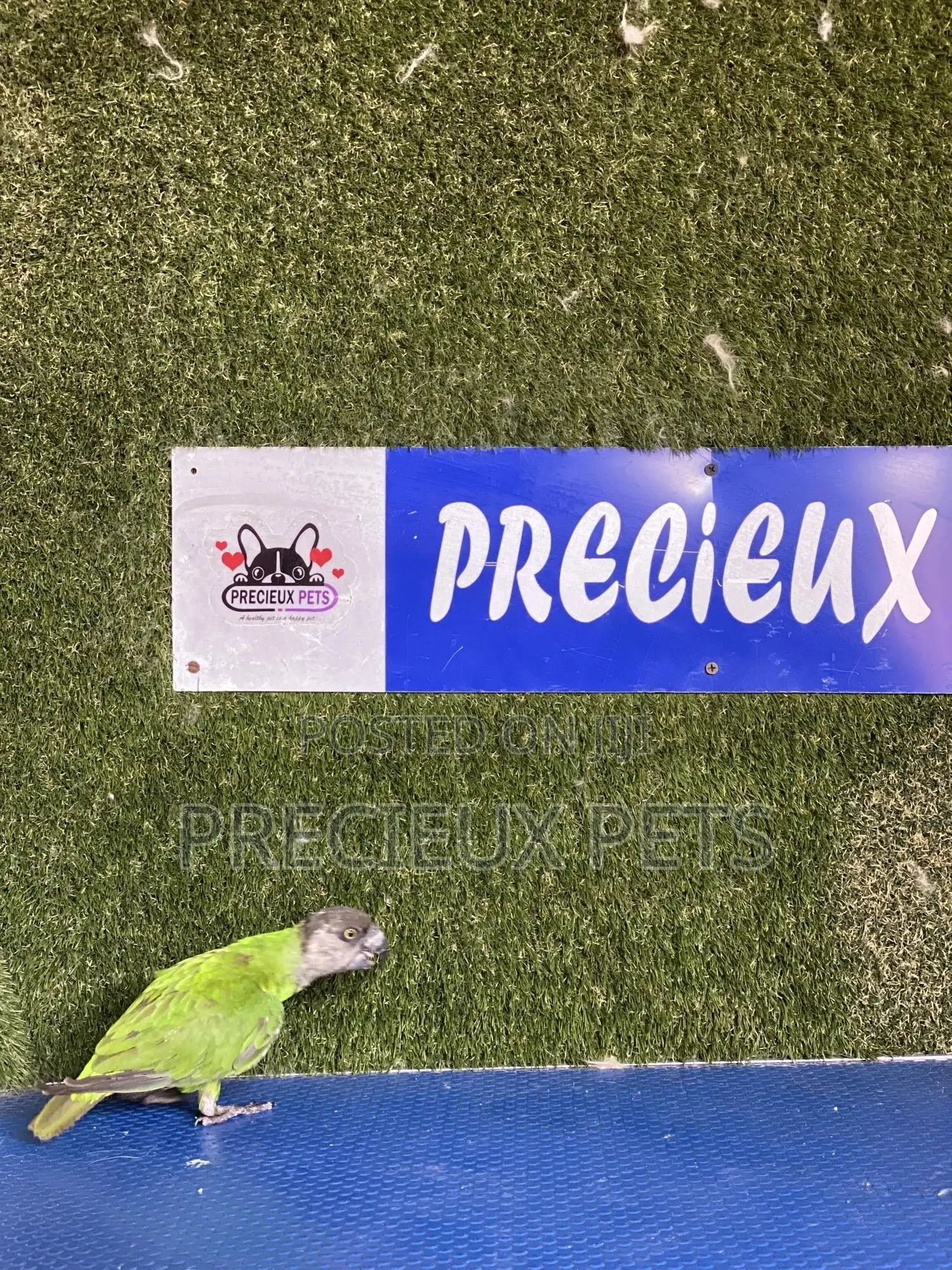 Friendly Bird Available