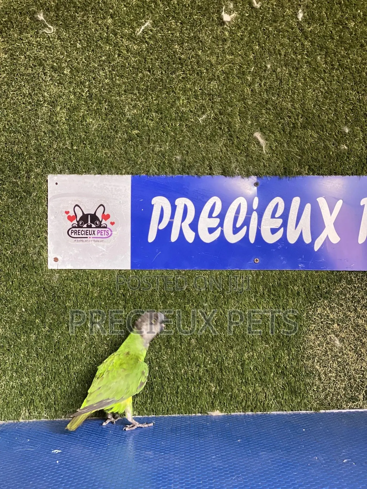 Friendly Bird Available