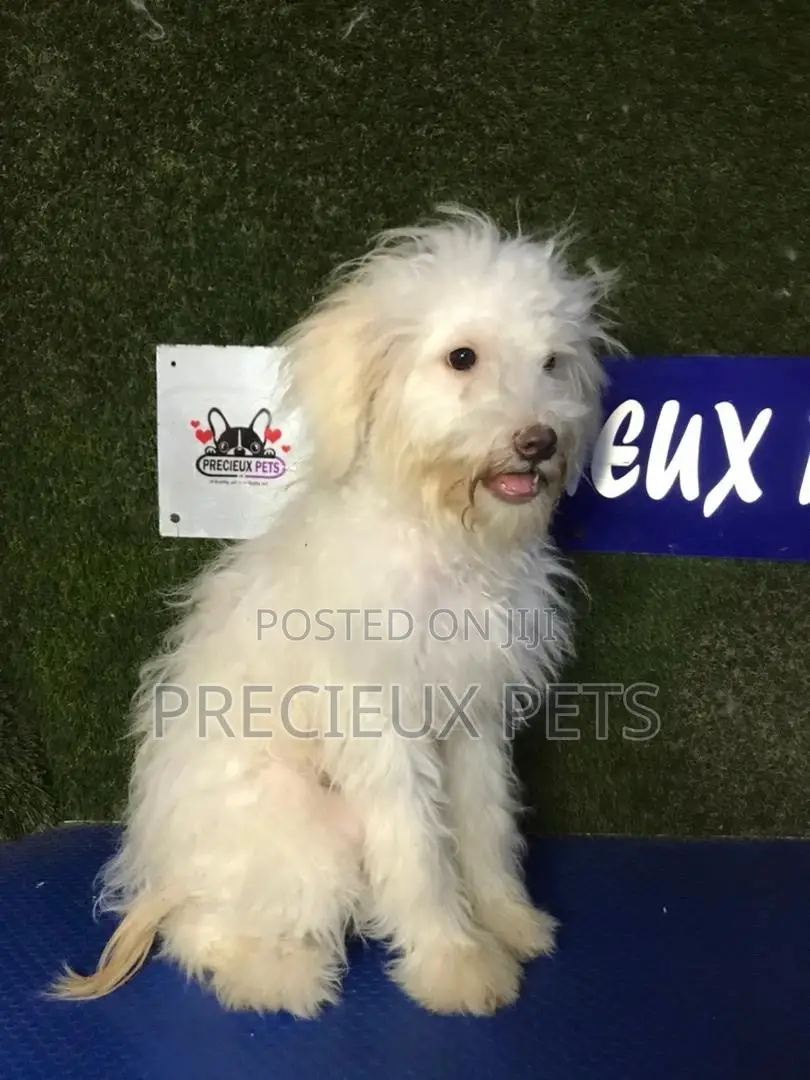 3-6 months Male Mixed Breed Maltipoo