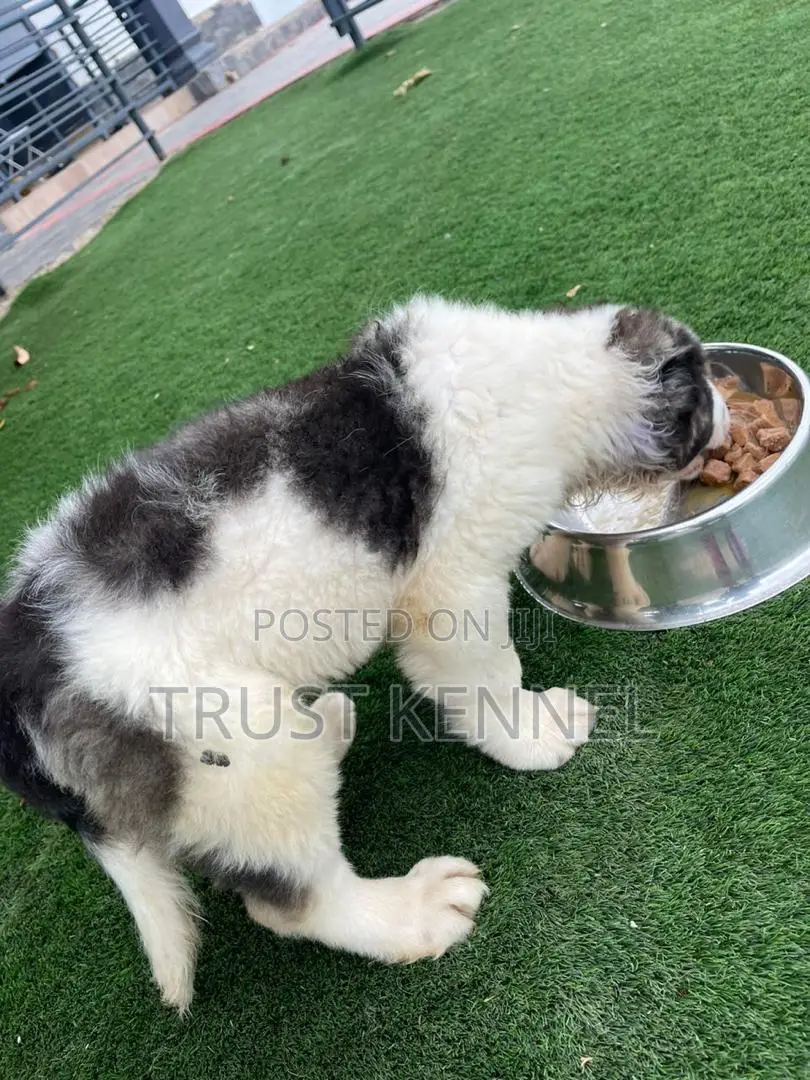 1-3 months Female Purebred Caucasian Shepherd