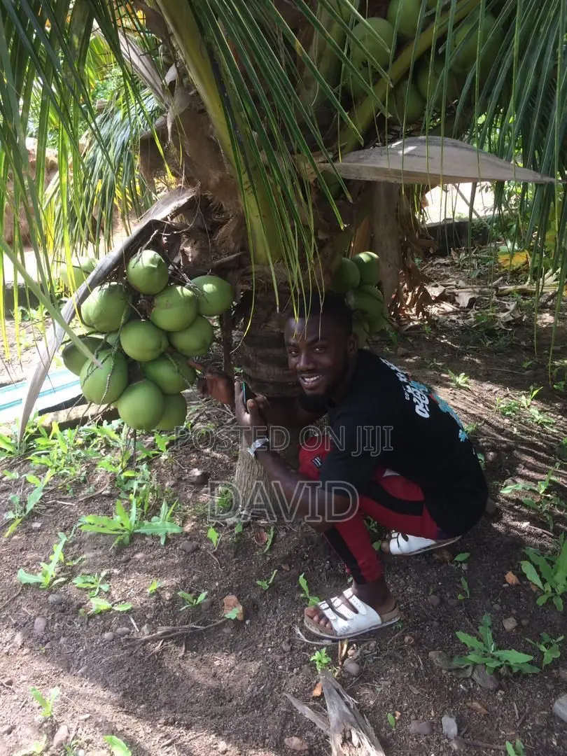 Qulity Dwarf Coconut Seedlings.