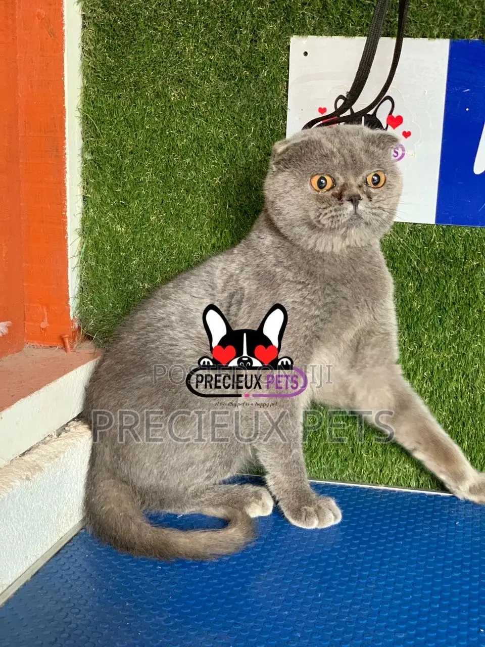 6-12 months Male Purebred Scottish Fold