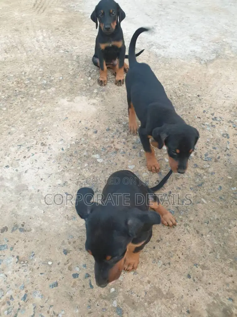 1-3 months Male Purebred Doberman Pinscher