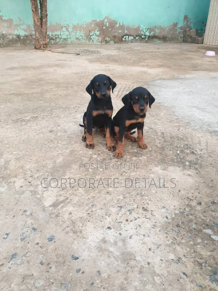 1-3 months Male Purebred Doberman Pinscher