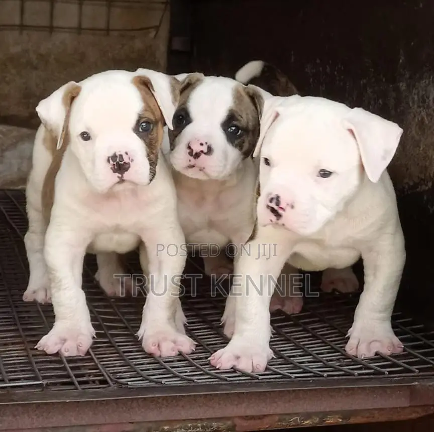 1-3 months Female Purebred American Pit Bull Terrier