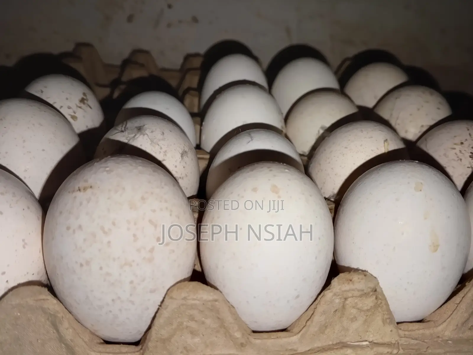 Turkey Eggs for Sale